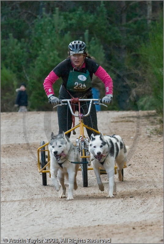 Dog Sled Team competing in the 25th Anniversary Siberian Husky Club of Great Britain Aviemore Sled Dog Rally 2008