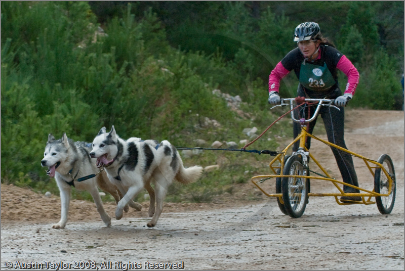 Dog Sled Team competing in the 25th Anniversary Siberian Husky Club of Great Britain Aviemore Sled Dog Rally 2008