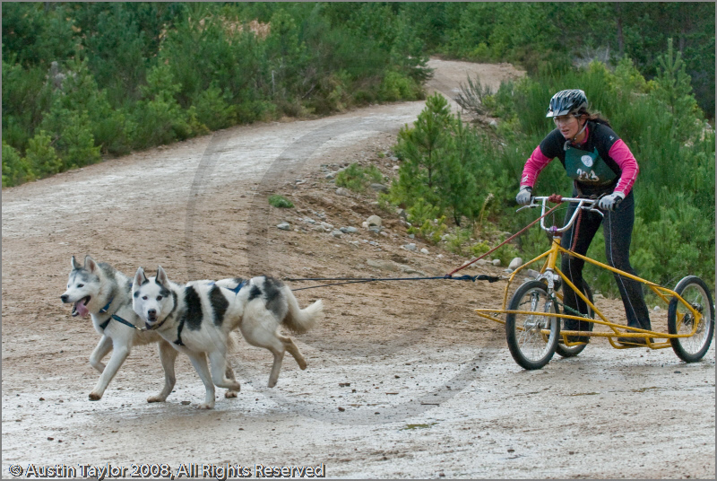 Dog Sled Team competing in the 25th Anniversary Siberian Husky Club of Great Britain Aviemore Sled Dog Rally 2008