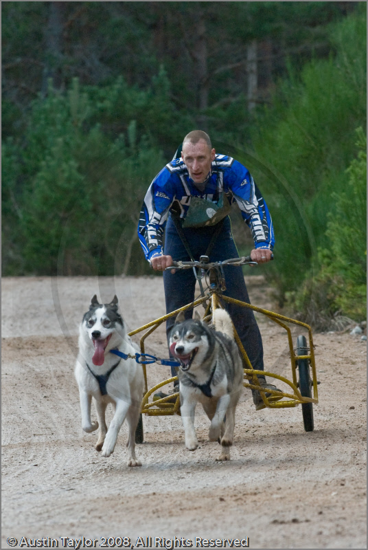 Dog Sled Team competing in the 25th Anniversary Siberian Husky Club of Great Britain Aviemore Sled Dog Rally 2008