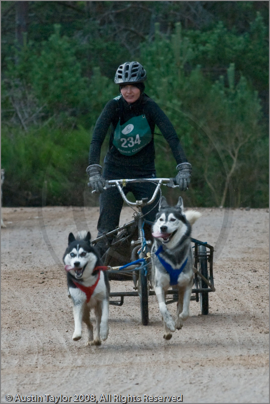Dog Sled Team competing in the 25th Anniversary Siberian Husky Club of Great Britain Aviemore Sled Dog Rally 2008