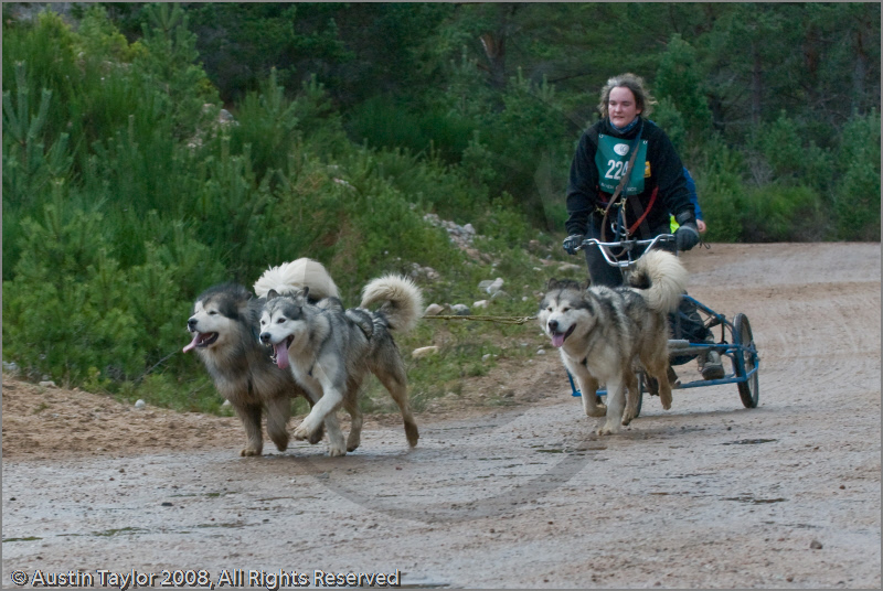 Dog Sled Team competing in the 25th Anniversary Siberian Husky Club of Great Britain Aviemore Sled Dog Rally 2008