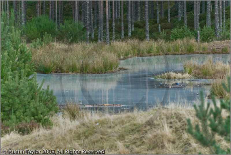 Dog Sled Team competing in the 25th Anniversary Siberian Husky Club of Great Britain Aviemore Sled Dog Rally 2008