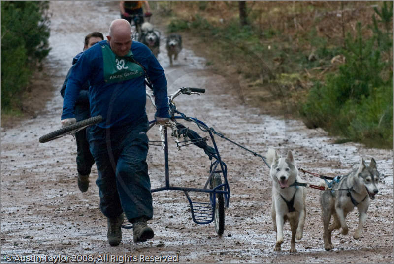 Dog Sled Team competing in the 25th Anniversary Siberian Husky Club of Great Britain Aviemore Sled Dog Rally 2008