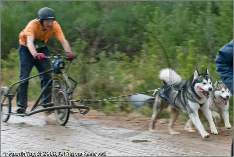 Dog Sled Team competing in the 25th Anniversary Siberian Husky Club of Great Britain Aviemore Sled Dog Rally 2008
