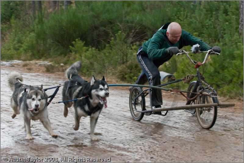 Dog Sled Team competing in the 25th Anniversary Siberian Husky Club of Great Britain Aviemore Sled Dog Rally 2008