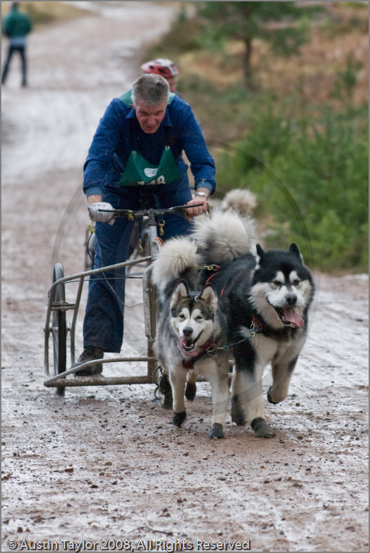 Dog Sled Team competing in the 25th Anniversary Siberian Husky Club of Great Britain Aviemore Sled Dog Rally 2008