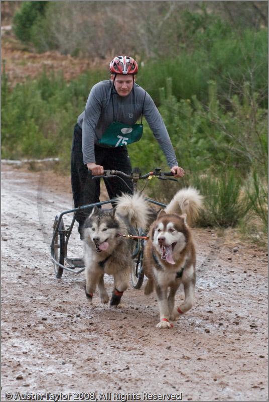 Dog Sled Team competing in the 25th Anniversary Siberian Husky Club of Great Britain Aviemore Sled Dog Rally 2008