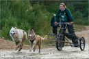 Dog Sled Team competing in the 25th Anniversary Siberian Husky Club of Great Britain Aviemore Sled Dog Rally 2008