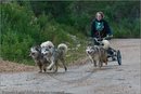 Dog Sled Team competing in the 25th Anniversary Siberian Husky Club of Great Britain Aviemore Sled Dog Rally 2008
