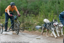 Dog Sled Team competing in the 25th Anniversary Siberian Husky Club of Great Britain Aviemore Sled Dog Rally 2008