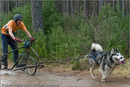 Dog Sled Team competing in the 25th Anniversary Siberian Husky Club of Great Britain Aviemore Sled Dog Rally 2008
