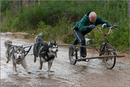 Dog Sled Team competing in the 25th Anniversary Siberian Husky Club of Great Britain Aviemore Sled Dog Rally 2008
