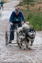 Dog Sled Team competing in the 25th Anniversary Siberian Husky Club of Great Britain Aviemore Sled Dog Rally 2008
