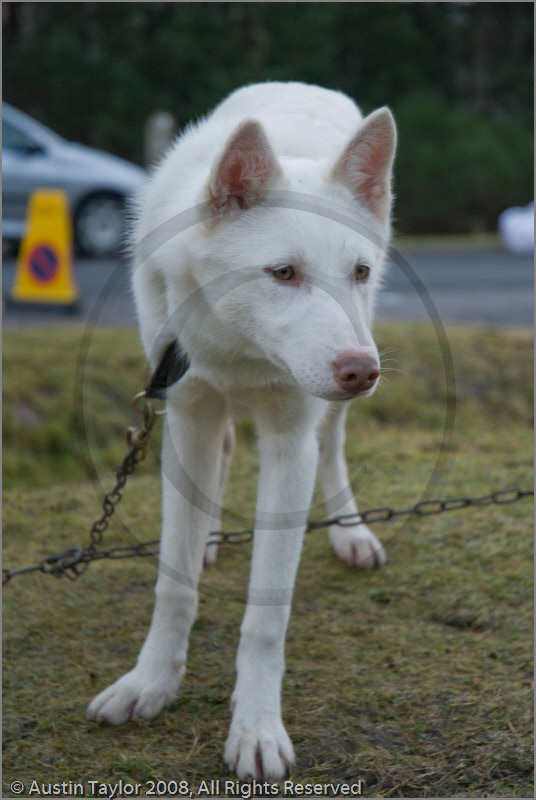 Huskies at the 25th Anniversary Siberian Husky Club of Great Britain Aviemore Sled Dog Rally 2008, Rothiemurchus Forest, Aviemore, Highland