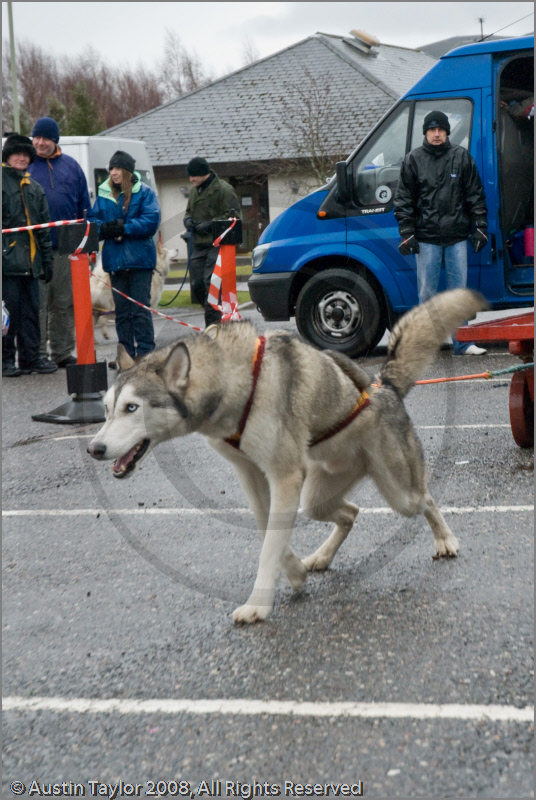 Huskies, Malamutes and Samoyed at the weight pull (542lb) at Dalfaber Hotel car park, Aviemore, Highland