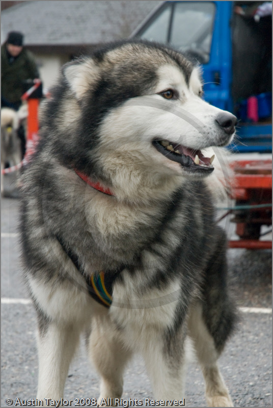 Huskies, Malamutes and Samoyed at the weight pull (542lb) at Dalfaber Hotel car park, Aviemore, Highland