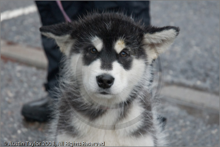 Huskies, Malamutes and Samoyed at the weight pull (542lb) at Dalfaber Hotel car park, Aviemore, Highland