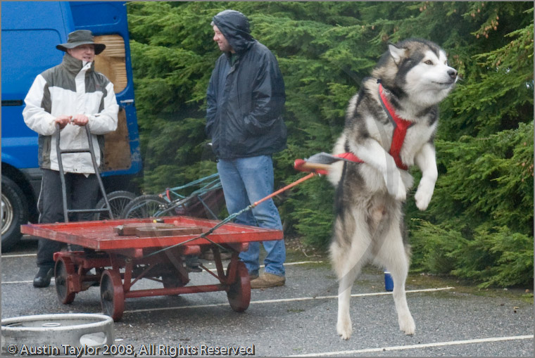 Huskies, Malamutes and Samoyed at the weight pull (542lb) at Dalfaber Hotel car park, Aviemore, Highland