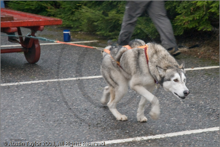 Huskies, Malamutes and Samoyed at the weight pull (542lb) at Dalfaber Hotel car park, Aviemore, Highland