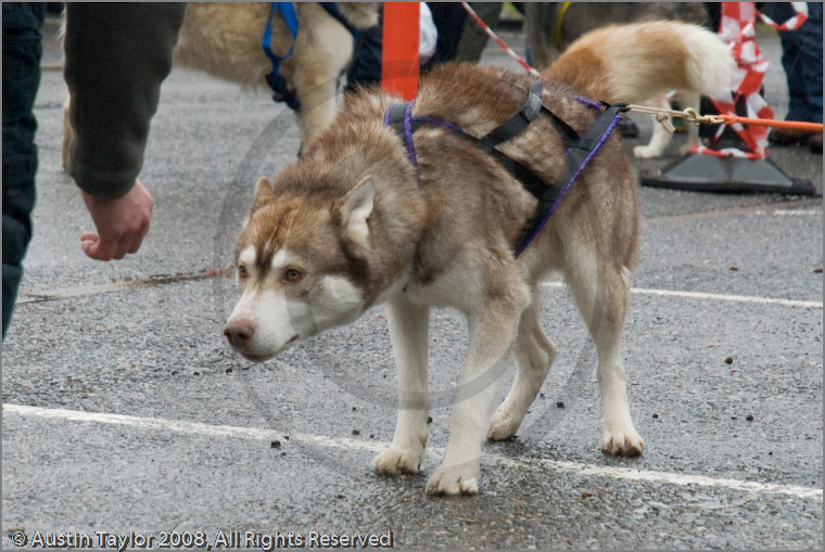 Huskies, Malamutes and Samoyed at the weight pull (542lb) at Dalfaber Hotel car park, Aviemore, Highland
