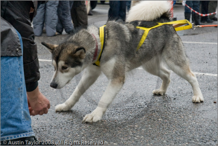 Huskies, Malamutes and Samoyed at the weight pull (542lb) at Dalfaber Hotel car park, Aviemore, Highland