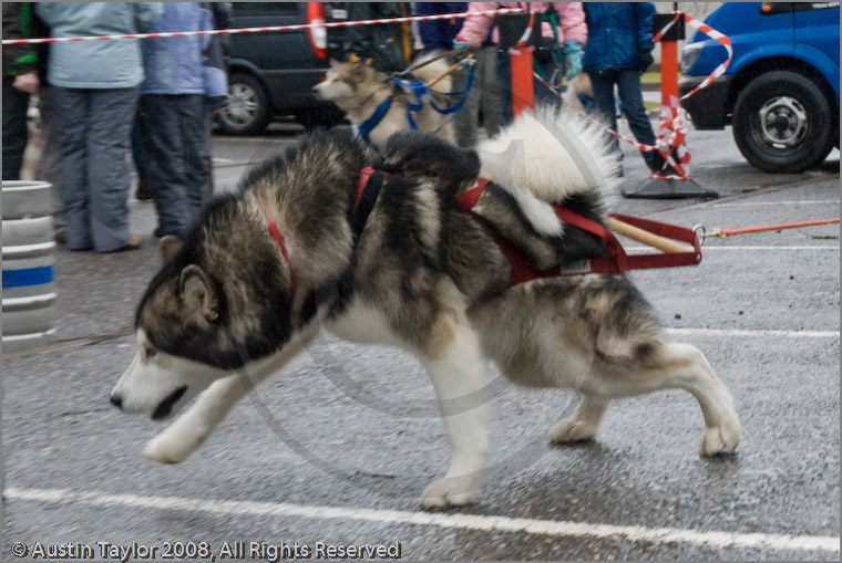 Huskies, Malamutes and Samoyed at the weight pull (542lb) at Dalfaber Hotel car park, Aviemore, Highland