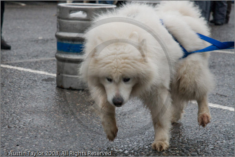 Huskies, Malamutes and Samoyed at the weight pull (542lb) at Dalfaber Hotel car park, Aviemore, Highland
