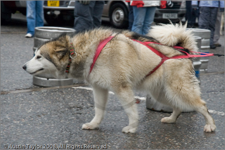 Huskies, Malamutes and Samoyed at the weight pull (542lb) at Dalfaber Hotel car park, Aviemore, Highland