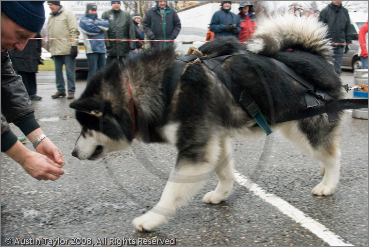 Huskies, Malamutes and Samoyed at the weight pull (542lb) at Dalfaber ...