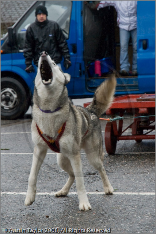 Huskies, Malamutes and Samoyed at the weight pull (542lb) at Dalfaber ...