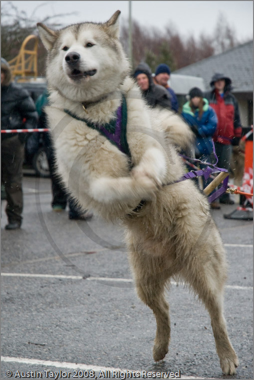 Huskies, Malamutes and Samoyed at the weight pull (542lb) at Dalfaber ...