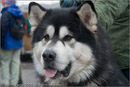 Huskies, Malamutes and Samoyed at the weight pull (542lb) at Dalfaber Hotel car park, Aviemore, Highland