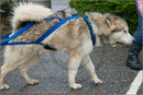 Huskies, Malamutes and Samoyed at the weight pull (542lb) at Dalfaber Hotel car park, Aviemore, Highland