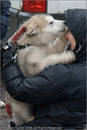 Huskies, Malamutes and Samoyed at the weight pull (542lb) at Dalfaber Hotel car park, Aviemore, Highland