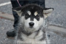 Huskies, Malamutes and Samoyed at the weight pull (542lb) at Dalfaber Hotel car park, Aviemore, Highland