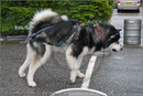 Huskies, Malamutes and Samoyed at the weight pull (542lb) at Dalfaber Hotel car park, Aviemore, Highland