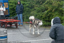 Huskies, Malamutes and Samoyed at the weight pull (542lb) at Dalfaber Hotel car park, Aviemore, Highland