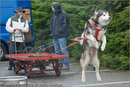 Huskies, Malamutes and Samoyed at the weight pull (542lb) at Dalfaber Hotel car park, Aviemore, Highland