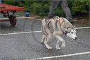 Huskies, Malamutes and Samoyed at the weight pull (542lb) at Dalfaber Hotel car park, Aviemore, Highland