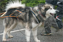 Huskies, Malamutes and Samoyed at the weight pull (542lb) at Dalfaber Hotel car park, Aviemore, Highland