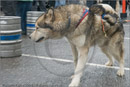 Huskies, Malamutes and Samoyed at the weight pull (542lb) at Dalfaber Hotel car park, Aviemore, Highland