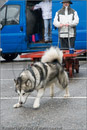 Huskies, Malamutes and Samoyed at the weight pull (542lb) at Dalfaber Hotel car park, Aviemore, Highland