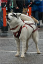 Huskies, Malamutes and Samoyed at the weight pull (542lb) at Dalfaber Hotel car park, Aviemore, Highland