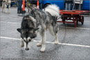 Huskies, Malamutes and Samoyed at the weight pull (542lb) at Dalfaber Hotel car park, Aviemore, Highland