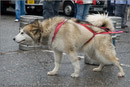 Huskies, Malamutes and Samoyed at the weight pull (542lb) at Dalfaber Hotel car park, Aviemore, Highland