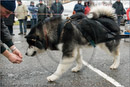 Huskies, Malamutes and Samoyed at the weight pull (542lb) at Dalfaber Hotel car park, Aviemore, Highland