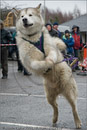Huskies, Malamutes and Samoyed at the weight pull (542lb) at Dalfaber Hotel car park, Aviemore, Highland