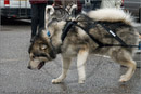 Huskies, Malamutes and Samoyed at the weight pull (542lb) at Dalfaber Hotel car park, Aviemore, Highland