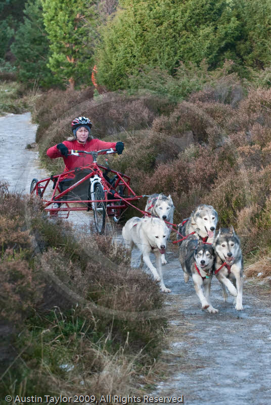 Class B - Racing Team competing in the Siberian Husky Club of GB Sled Dog Rally 2009, Glenmore Forest Park, Aviemore, Inverness-shire
